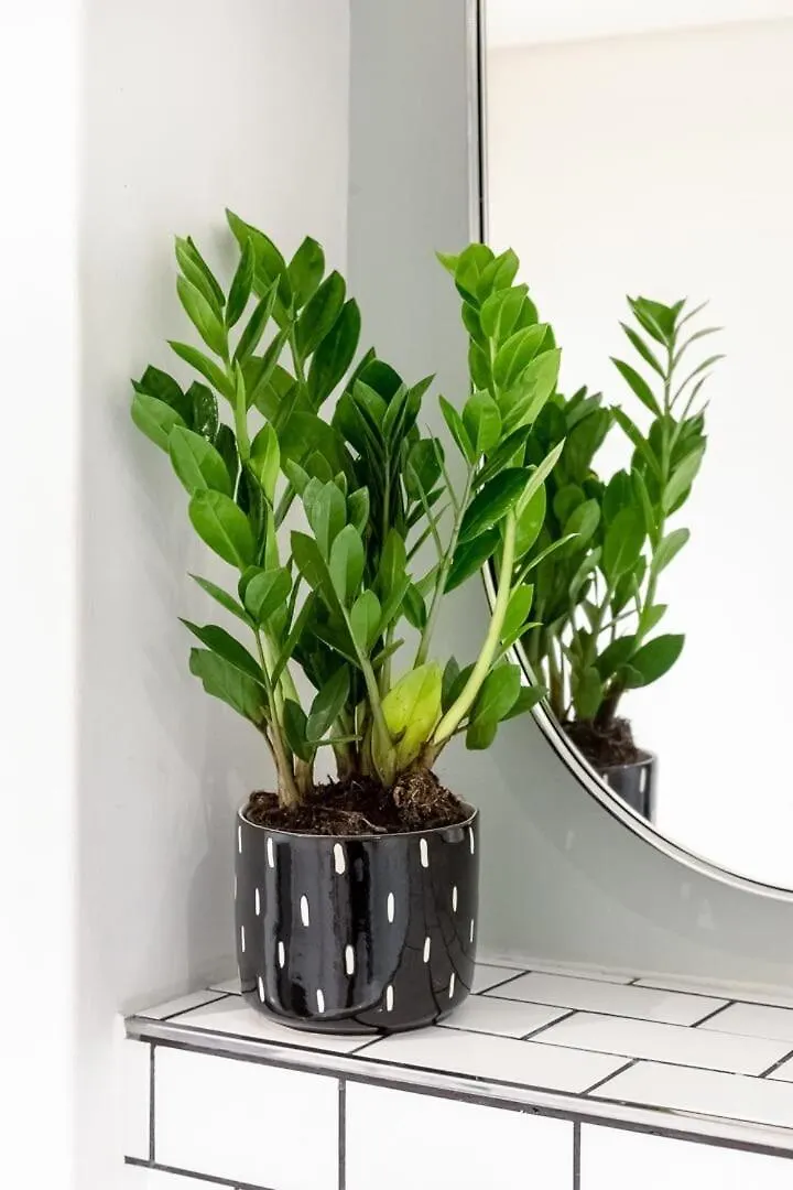 Apartment Elegant City Pad Cape Town South Africa
